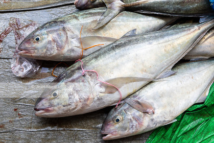 CROISIERE AUX ILES SEYCHELLES