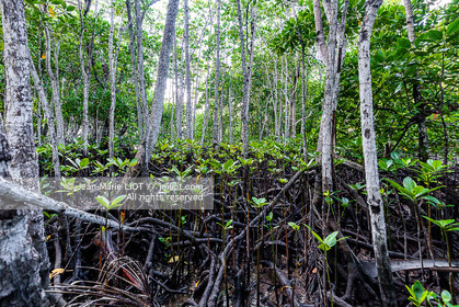 CROISIERE AUX ILES SEYCHELLES
