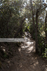 Port-Cros, au large d'Hyères dans le département du Var, petite île de 4 km de long est une réserve de la faune et la flore. Photo © Jean-Marie Liot.