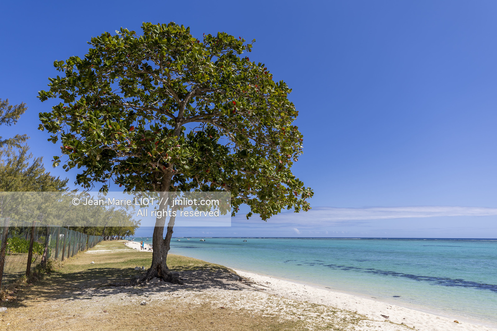 GLOBE40 - ILE MAURICE