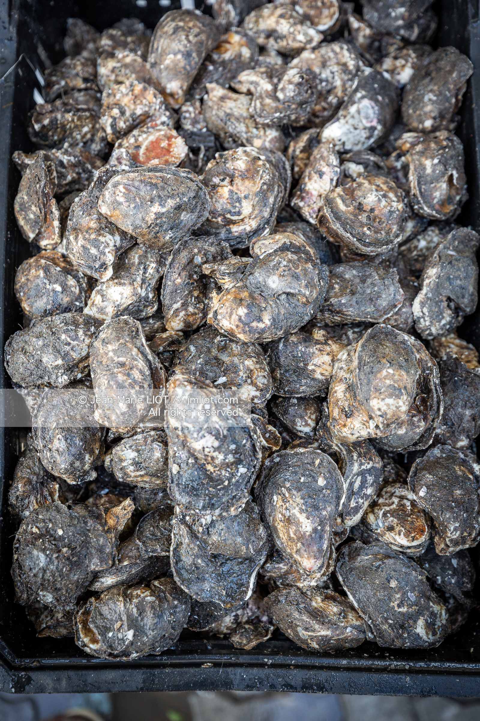 SALVADOR DE BAHIA-FOIRE DE SAO JOAQUIM