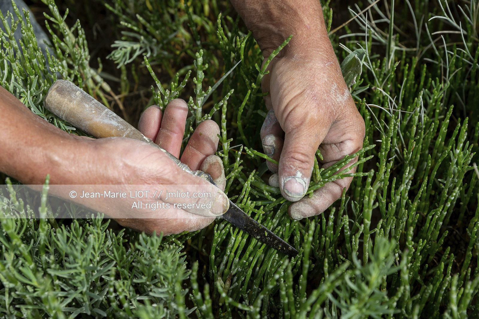 BAIE DE SOMME - 2020