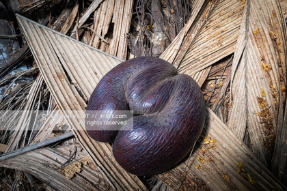 CROISIERE AUX ILES SEYCHELLES