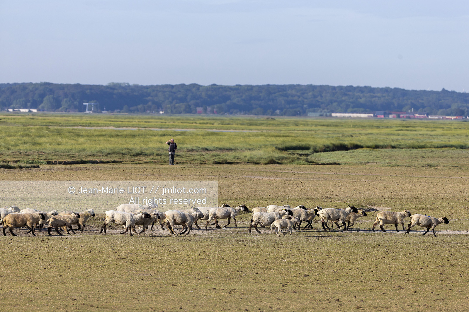 BAIE DE SOMME - 2020