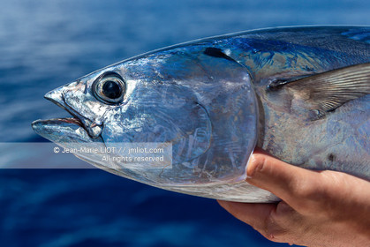 CROISIERE AUX ILES SEYCHELLES