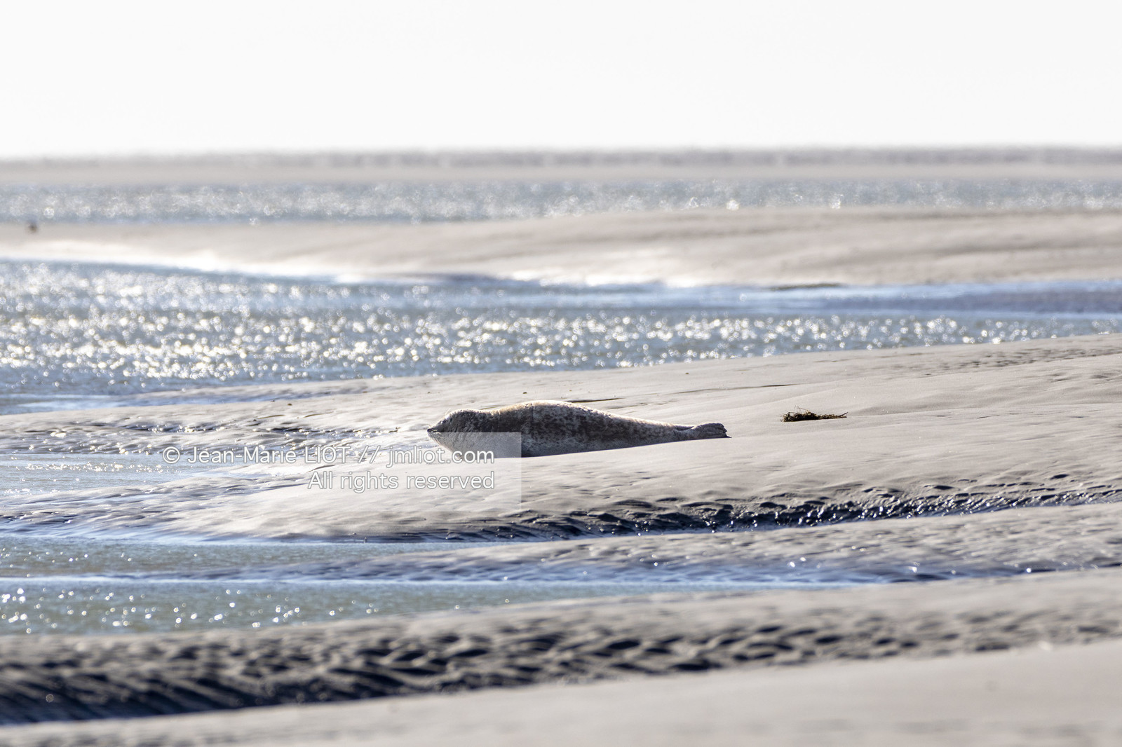 BAIE DE SOMME - 2020
