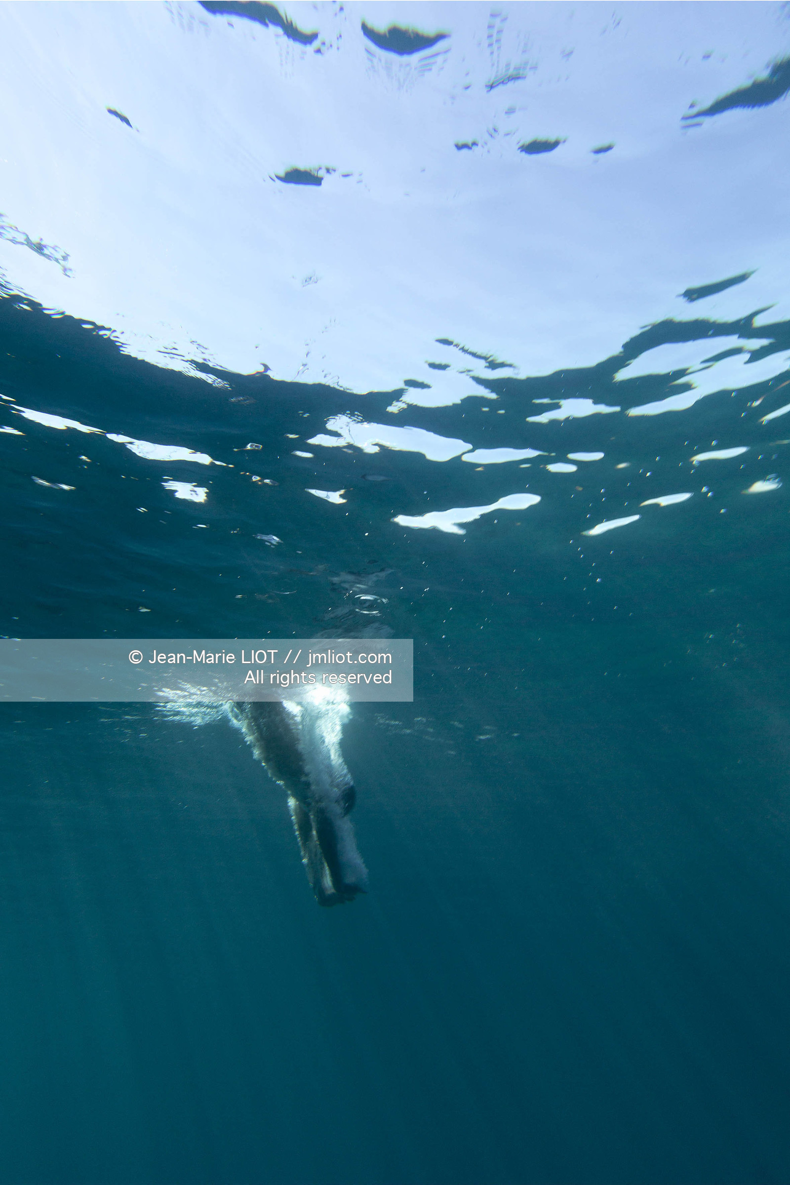 Aout 2015 mouillage à Porquerolles, découverte de l'île..Photos © JEAN-MARIE LIOT - www.jmliot.com