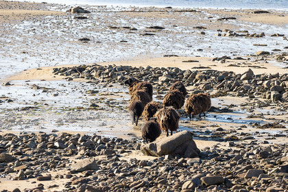 BOREAL 47.2 - ECHOUAGE ILE D’ER