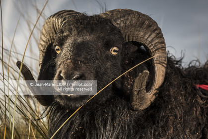 ERIC PERON - WILD LIFE