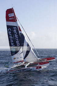 ROUTE DU RHUM 2014 - MULTI 50 FENETREA CARDINAL - ERWAN LE ROUX