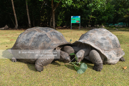 CROISIERE AUX ILES SEYCHELLES