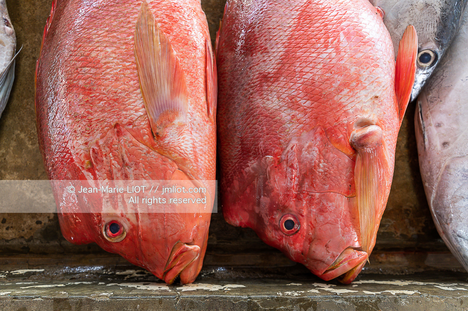 CROISIERE AUX ILES SEYCHELLES