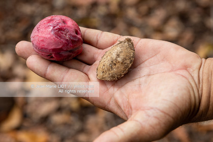 CROISIERE AUX ILES SEYCHELLES