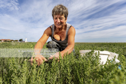 BAIE DE SOMME - 2020
