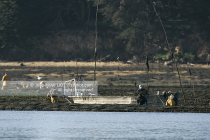 .Ostreiculture oyster beds in the Gulf of Neptune..Photo © JEAN- MARIE LIOT.