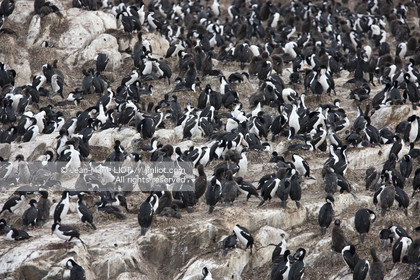 .Ushuaia, Tierra del Fuego is the southernmost city of globe.Situated to the tip of Argentina this province is the gateway to the antartique..photo © Jean-Marie Liot