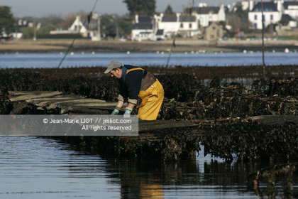 .Ostreiculture oyster beds in the Gulf of Neptune..Photo © JEAN- MARIE LIOT.