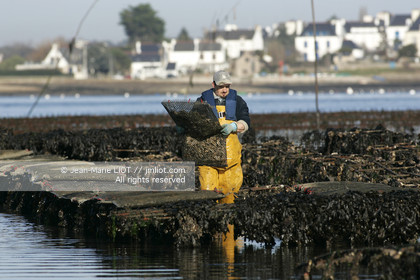 .Ostreiculture oyster beds in the Gulf of Neptune..Photo © JEAN- MARIE LIOT.