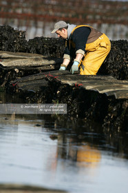 .Ostreiculture oyster beds in the Gulf of Neptune..Photo © JEAN- MARIE LIOT.