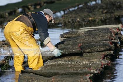 .Ostreiculture oyster beds in the Gulf of Neptune..Photo © JEAN- MARIE LIOT.