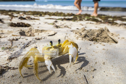 LA MARTINIQUE